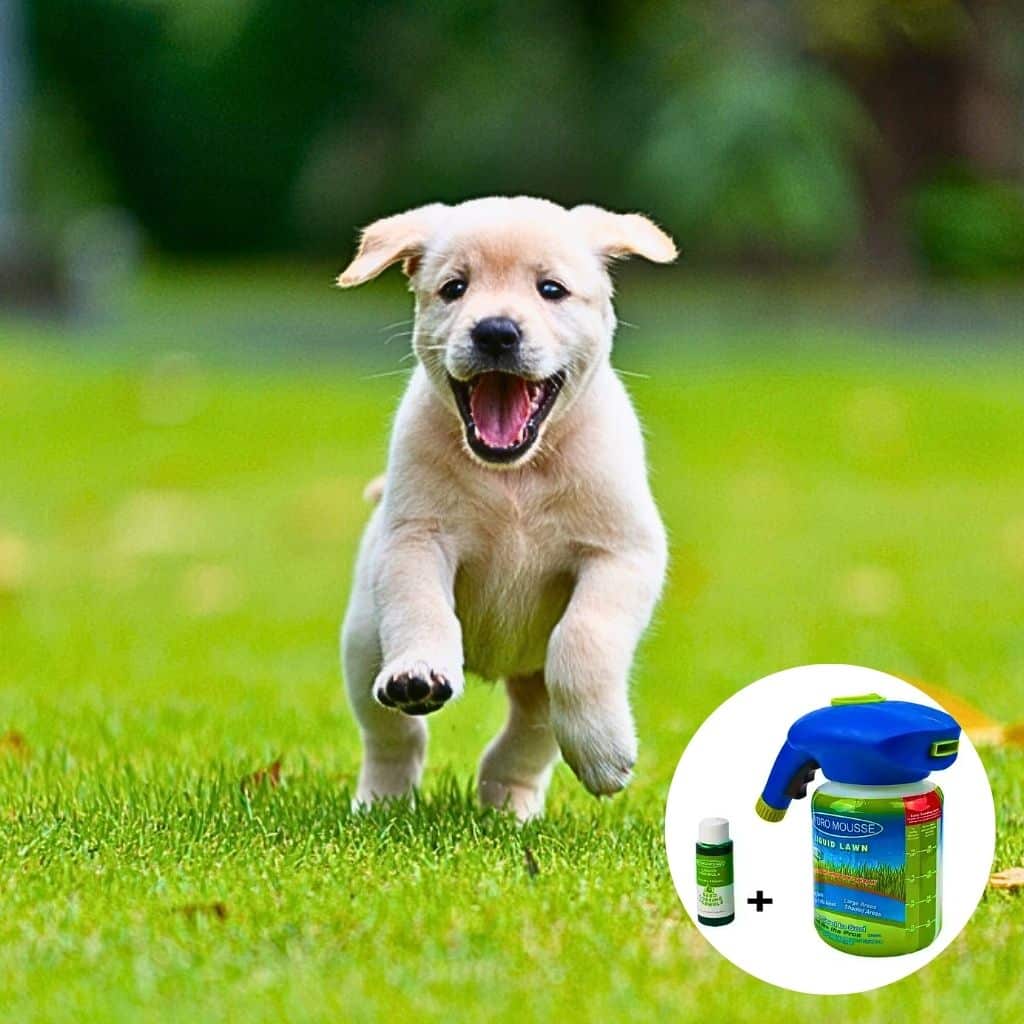 GreenFusion™ | La revolución para tu césped en una botella. 🧪